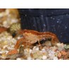 Ecrevisse CPO - Cambarellus patzcuarensis orange