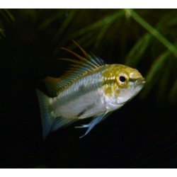 Apistogramme à trois bandes - Apistogramma trifasciata