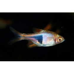 Poisson arlequin - Trigonostigma heteromorpha