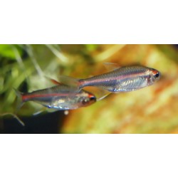 Néon rose - Hemigrammus erythrozonus
