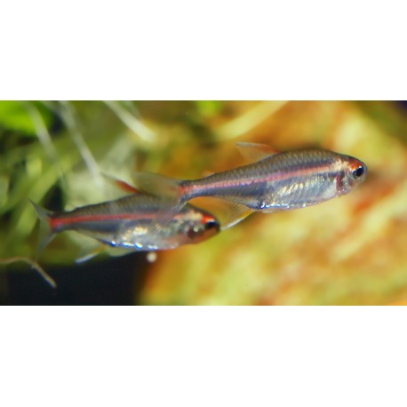 Néon rose - Hemigrammus erythrozonus