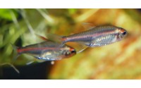 Néon rose - Hemigrammus erythrozonus
