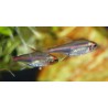 Néon rose - Hemigrammus erythrozonus