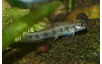 Garra à tâches - Garra spilota