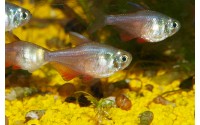 Tétra de Rio - Hyphessobrycon flammeus