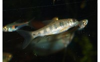 Garra à tâches - Garra spilota