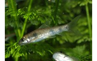 Garra à tâches - Garra spilota