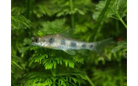 Garra à tâches - Garra spilota