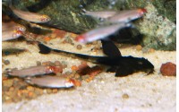 Queue de fouet marbré - Loricaria simillima