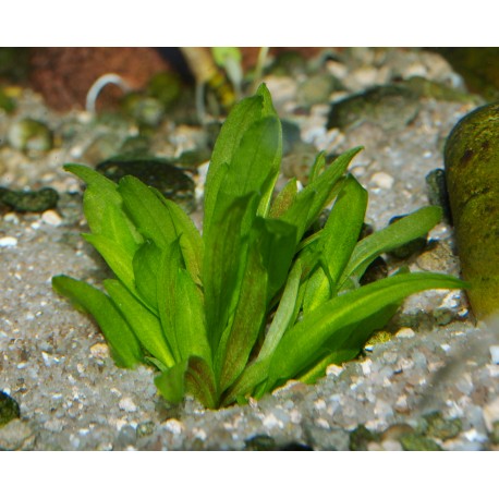 Cryptocoryne aponogetifolia