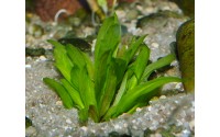 Cryptocoryne aponogetifolia