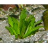 Cryptocoryne aponogetifolia