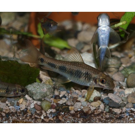 Garra à tâches - Garra spilota