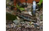Garra à tâches - Garra spilota