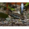 Garra à tâches - Garra spilota