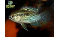 Acara drapeau - Laetacara curviceps