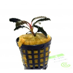 Bucephalandra sp. "Godzilla"