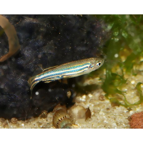 Poisson pyjama - Danio rerio