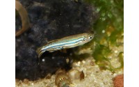Poisson pyjama - Danio rerio