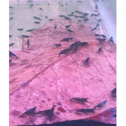 Crevette Black choco - Neocaridina davidii