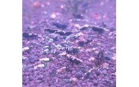 Crevette Taitibee "Fishbone black" - Caridina cf cantonensis
