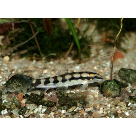 Loche naine chaînée - Ambastaia sidthimunki