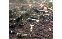 Crevette Taitibee "Pinto zebra black" - Caridina cf cantonensis