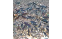 Crevette Tiger "orange eyes royal blue" - Caridina cf cantonensis