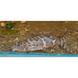 Synodonte du Malawi - Synodontis njassae