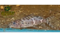 Synodonte du Malawi - Synodontis njassae