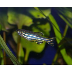 Poisson pyjama - Danio rerio