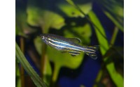 Poisson pyjama - Danio rerio