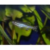 Poisson pyjama - Danio rerio