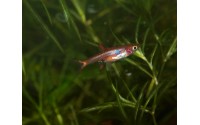 Rasbora nain - Boraras maculatus