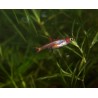 Rasbora nain - Boraras maculatus