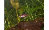 Rasbora nain - Boraras maculatus