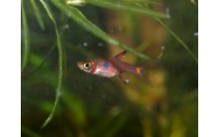 Rasbora nain - Boraras maculatus