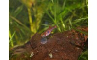 Rasbora nain - Boraras maculatus