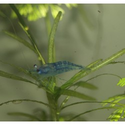 Crevette Blue - Neocaridina davidii