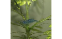 Crevette Blue - Neocaridina davidii