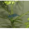 Crevette Blue jelly - Neocaridina davidii