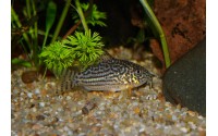 Cory de Sterba - Corydoras sterbai