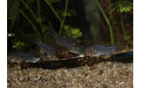 Cory de Sterba - Corydoras sterbai