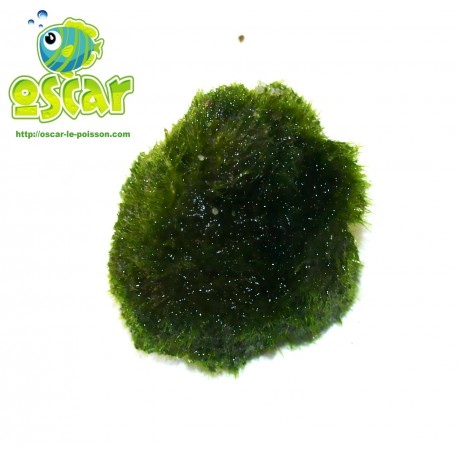 Clodophora aegagrophila