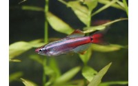 Cardinal - Tanichthys albonubes