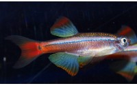 Cardinal - Tanichthys albonubes
