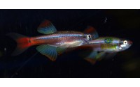 Cardinal - Tanichthys albonubes