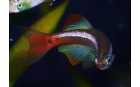 Cardinal - Tanichthys albonubes