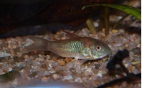 Corydoras venezuelanus "orange" - Corydoras aff. aeneus ln7