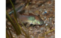 Corydoras venezuelanus "orange" - Corydoras aff. aeneus ln7
